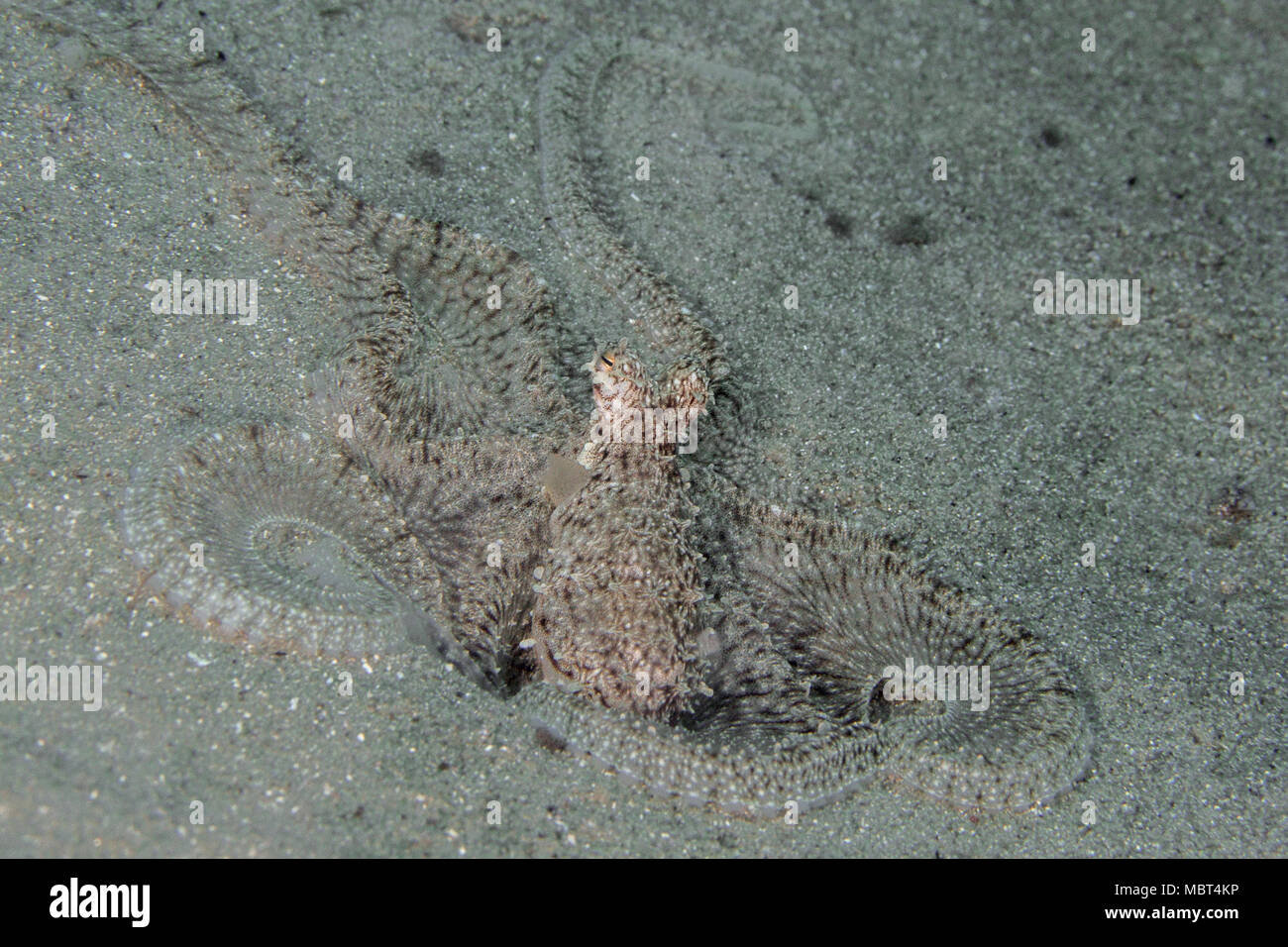 Longarm polpo (Octopus sp. 2). La foto è stata scattata nella banda mare, Ambon, Papua occidentale, in Indonesia Foto Stock