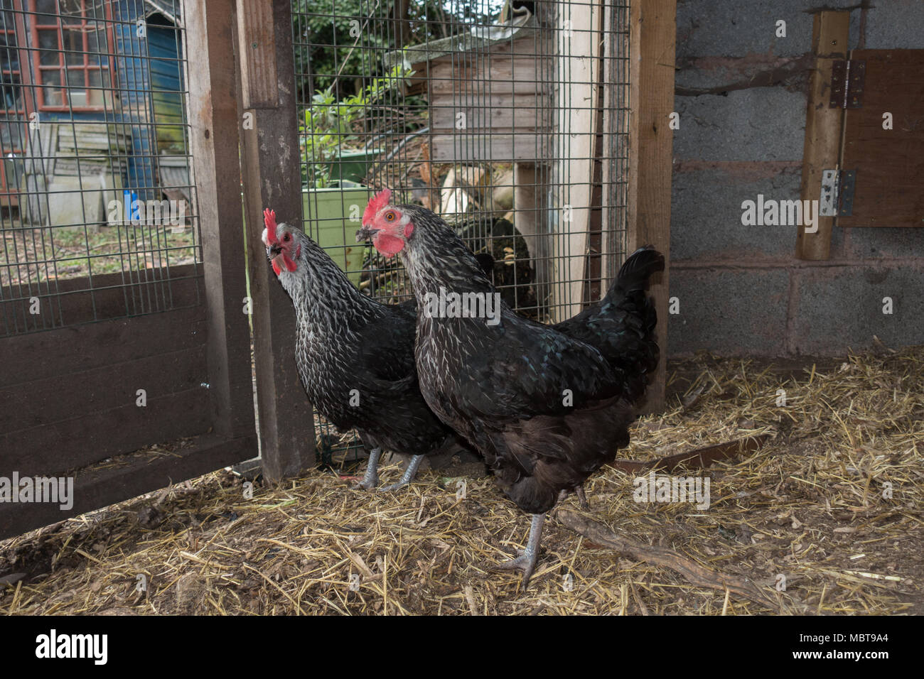 Due adulti galline ibrida nel grande giardino posteriore penna. Regno Unito Foto Stock