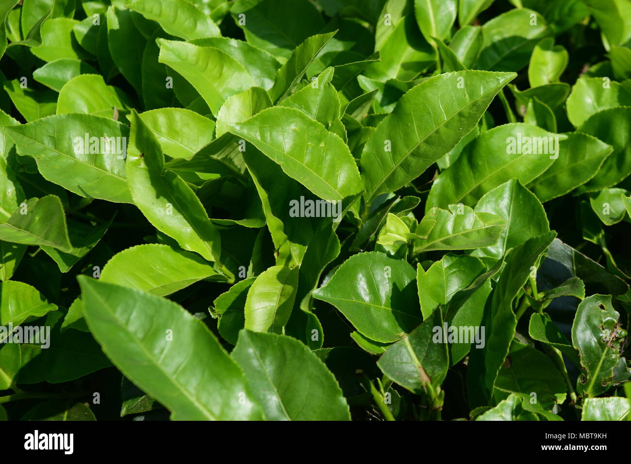 Le Foglie Di Te Di Foglia Di Te Closeup Vista Dal Clima Di Alta Montagna Con La Piantagione Di Te A Munnar Kerala India Foto Stock Alamy