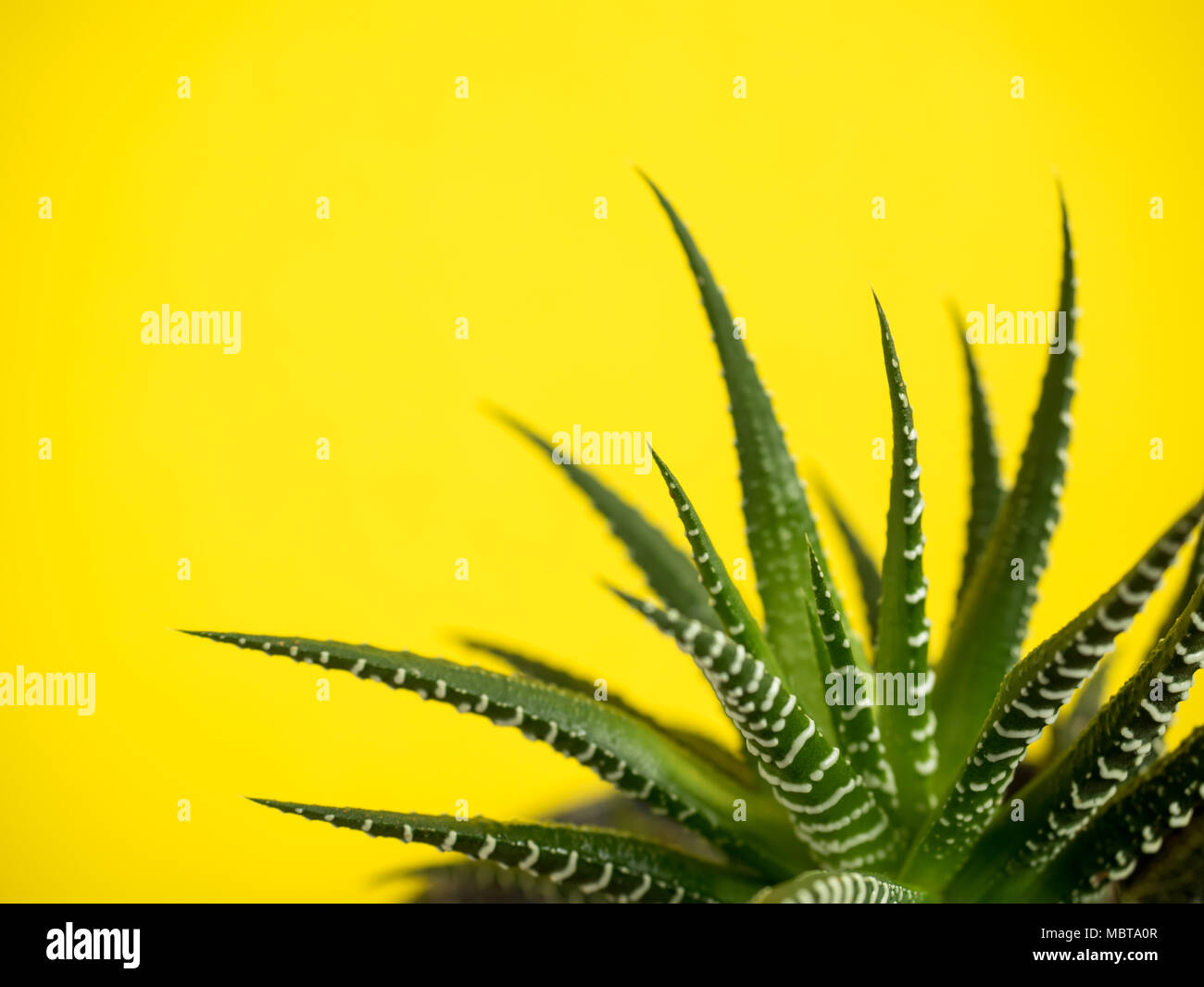 Cactus verde su un giallo alla moda del colore dello sfondo Foto Stock