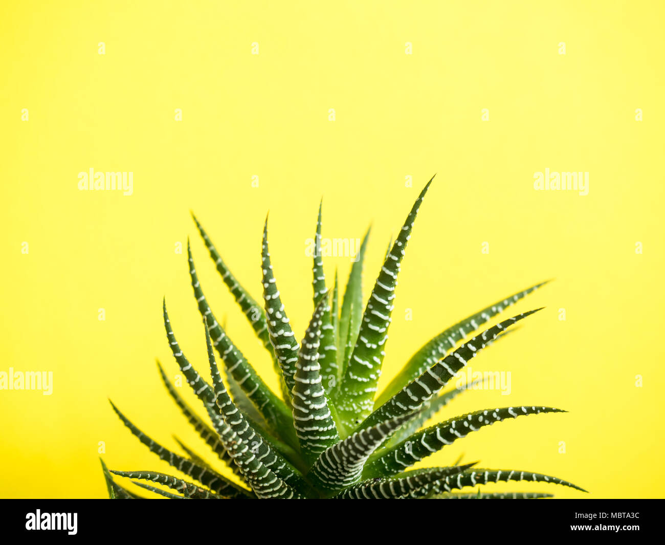 Cactus verde su un giallo alla moda del colore dello sfondo Foto Stock