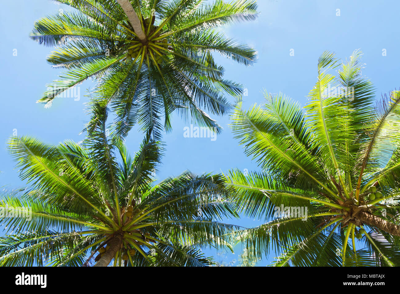 Tre palme sul cielo blu sullo sfondo Foto Stock