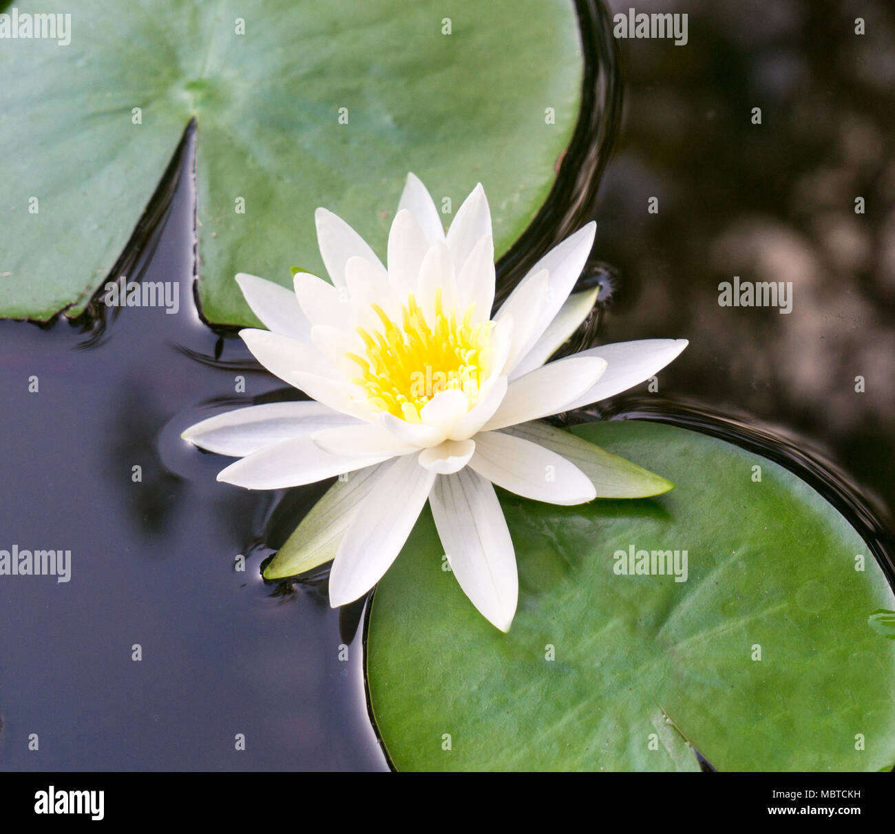 Una vista ravvicinata di un loto bianco fiore che sboccia e Lily Pad galleggianti in un botanico Giardino acqua Foto Stock