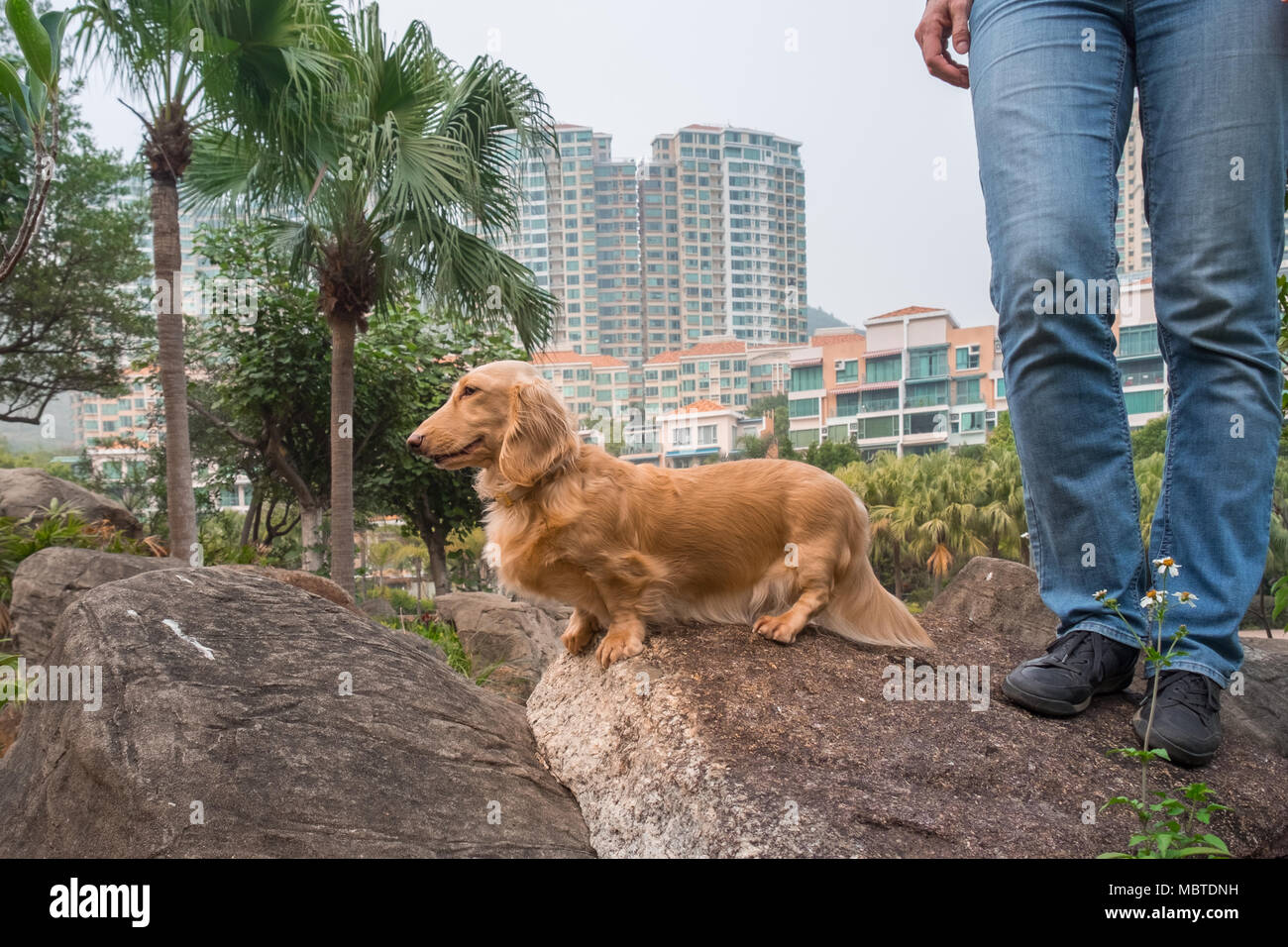 Piccolo, grazioso lungo cappotto cane bassotto passeggiate nel parco con il proprietario. Zona residenziale in background. Bella giornata di sole. Hong Kong. Foto Stock