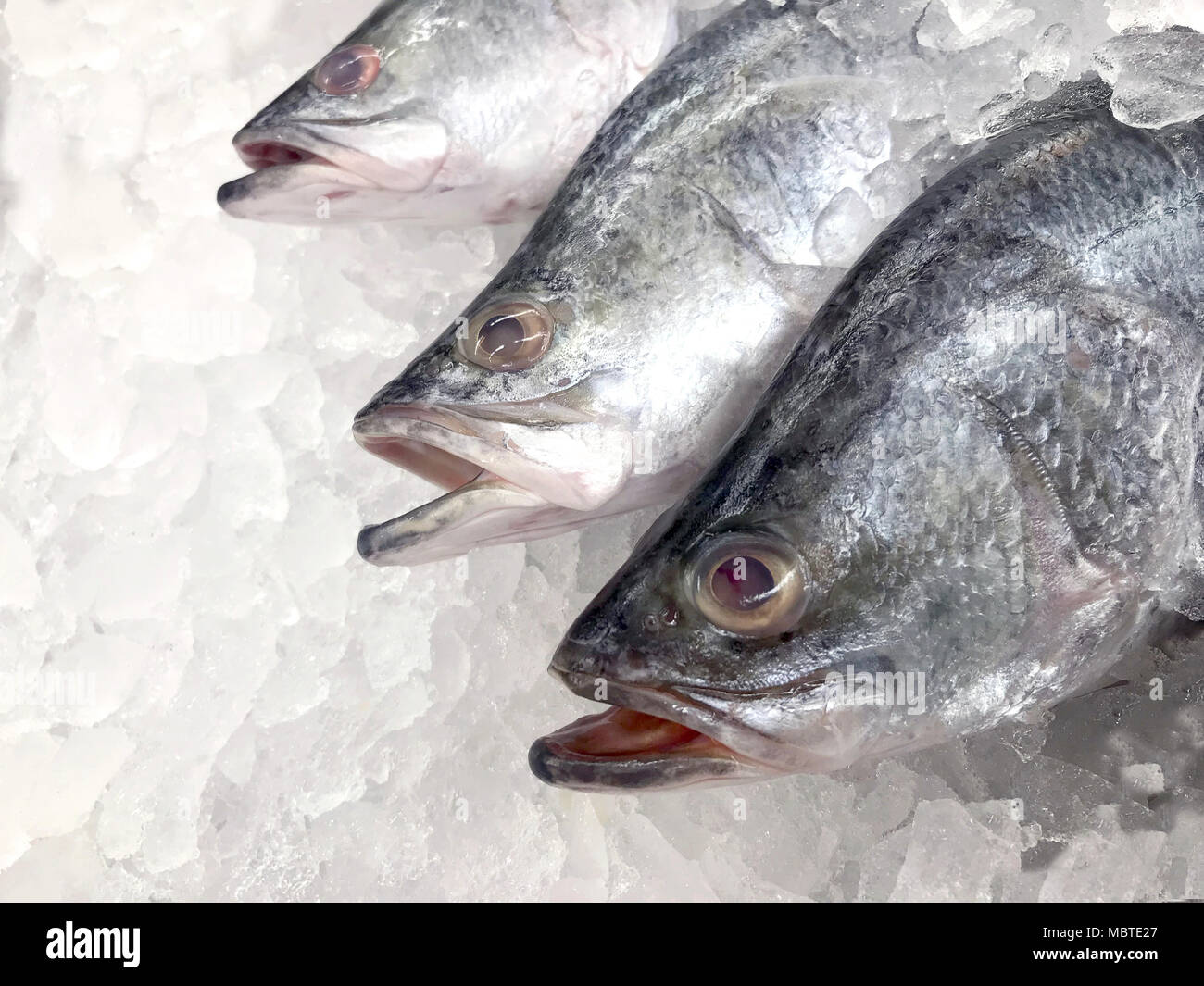 Dentice bianco pesce crudo fresco Dentice bianco congelati in un  supermercato (messa a fuoco selettiva Foto stock - Alamy