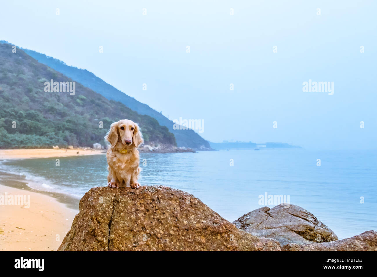 Piccolo Grazioso Beige Cane Bassotto Seduto Su Una Pietra Sul