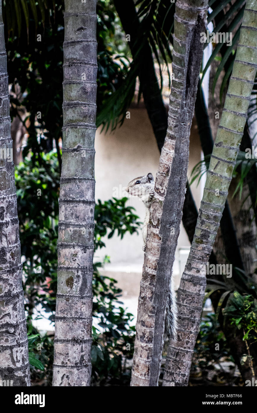 Indiano scoiattolo palm o a tre strisce scoiattolo palm, Funambulus palmarum, spiata da dietro il bambù, New Delhi, Delhi, India Foto Stock