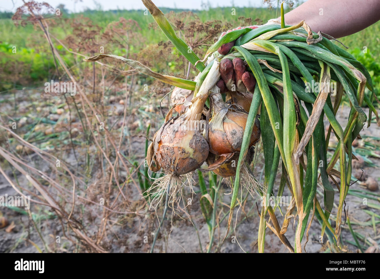 Fresche e mature cipolla gialla in mano umana. Processo di mietitura in vegetale organico farm. Stagionale lavoro rurale. Foto Stock