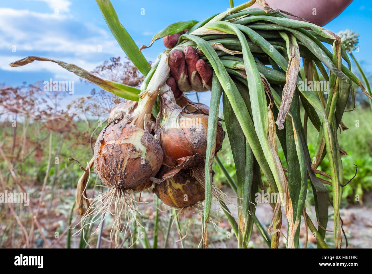 Fresche e mature cipolla gialla in mano umana. Processo di mietitura in vegetale organico farm. Stagionale lavoro rurale. Foto Stock
