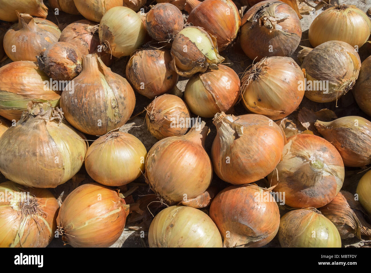 Fresche e mature cipolla gialla vengono essiccate all'aperto su terreni accidentati weathered superficie di legno. Di origine organica naturale dello sfondo. Estate rurale scena. Foto Stock