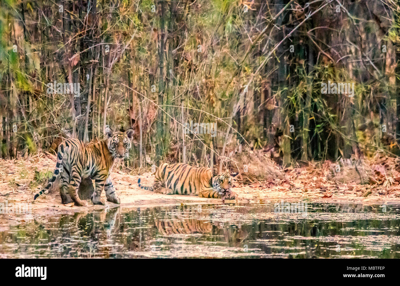 Due piccolo grazioso Bengala selvatico cuccioli di tigre, Panthera tigri tigri, fratelli, da un waterhole in Bandhavgarh Riserva della Tigre, Madhya Pradesh, India Foto Stock
