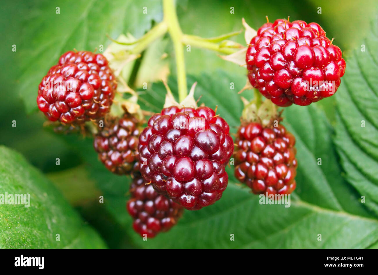 Bacche mature in giardino Foto Stock