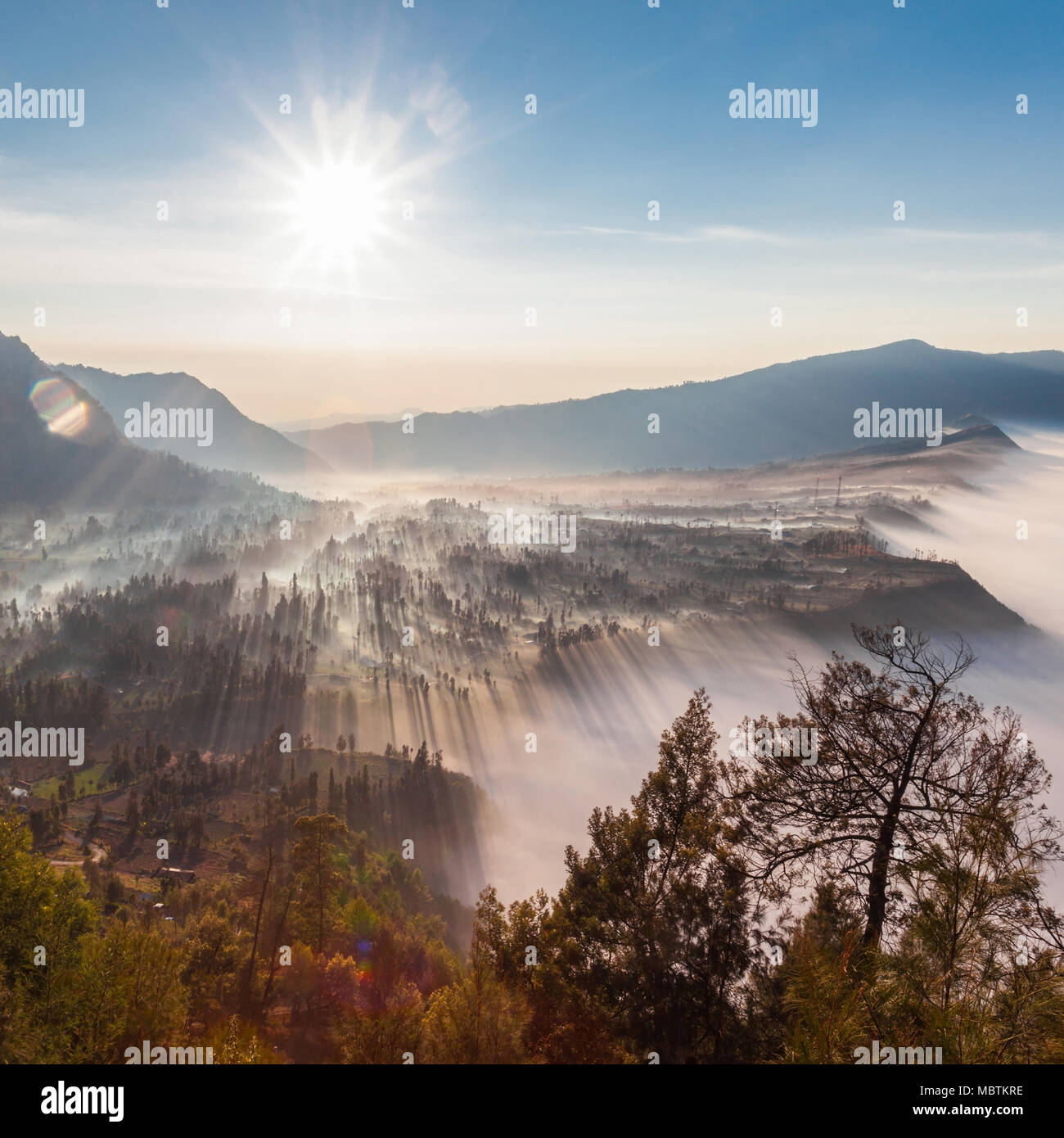 Sunrise nella foresta vicino vulcano Bromo, isola di Giava, in Indonesia Foto Stock