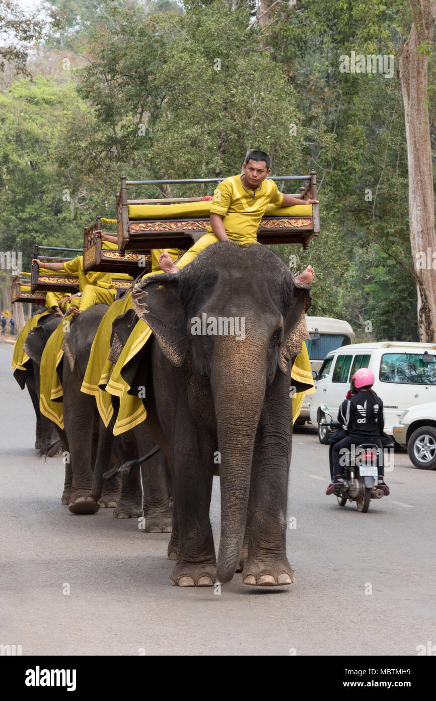 Mahouts lavoro equitazione elefanti asiatici sulla strada, Angkor Thom, Cambogia, Asia Foto Stock