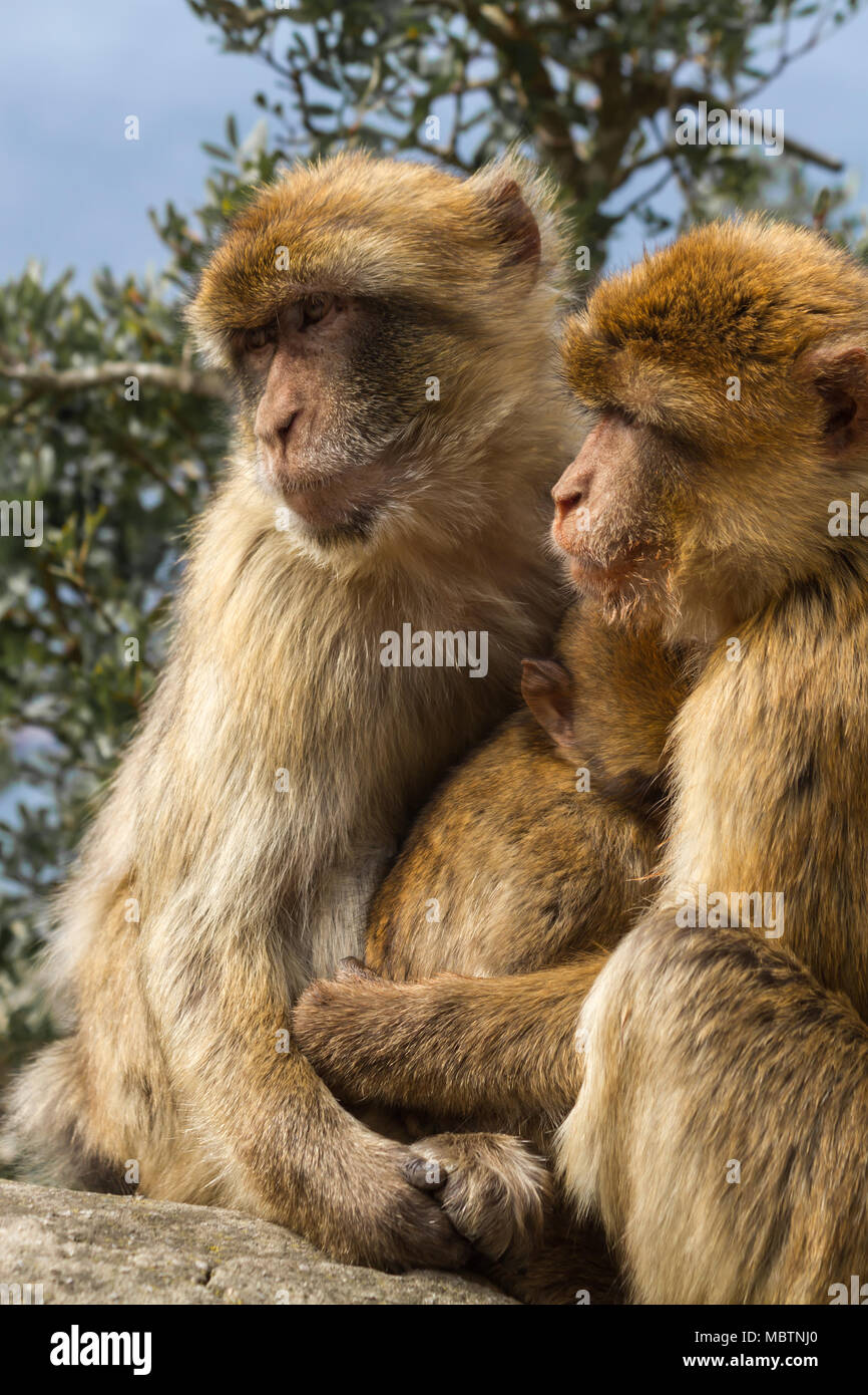 Famiglia di tailless Barbary macachi, proteggendo il loro bambino. Gibilterra (UK), la Riserva Naturale della Rocca Superiore. Foto Stock