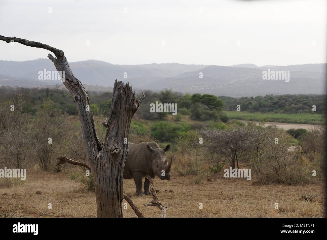 Rhino, la Hluhluwe Game Reserve Foto Stock