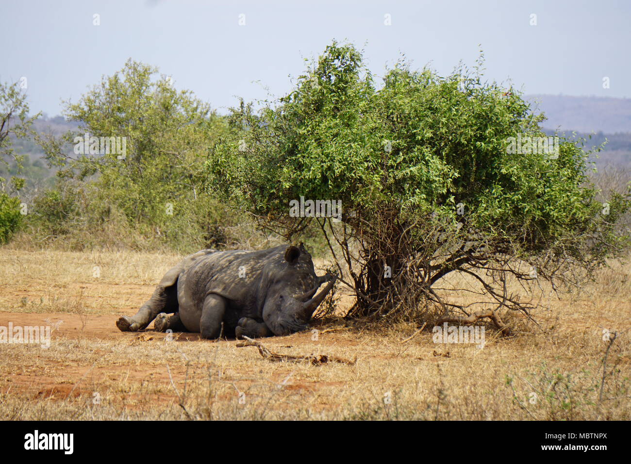 Appoggio Rhino, la Hluhluwe Game Reserve Foto Stock