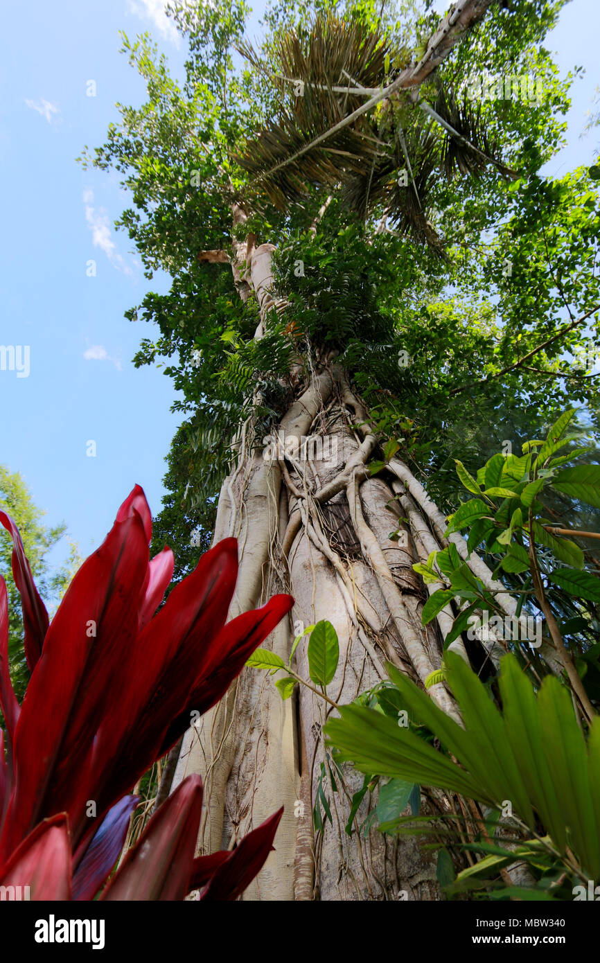 Baby Graves attaccato a un albero: Bori' Parinding megalitiche sito di sepoltura, Toraja, Sulawesi, Indonesia Foto Stock