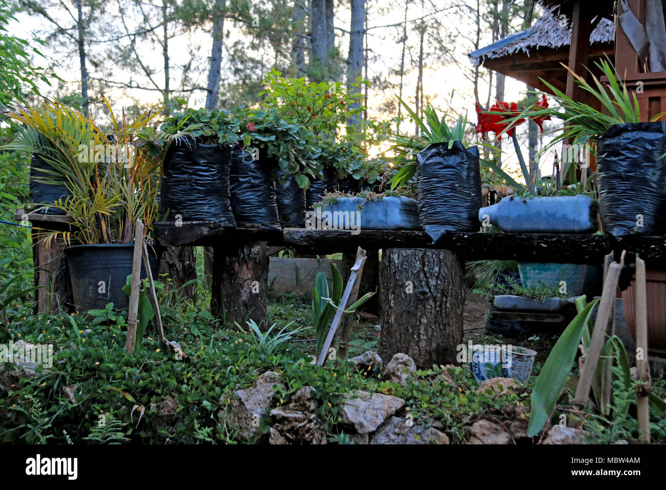 Il giardinaggio Toraja Style Foto Stock