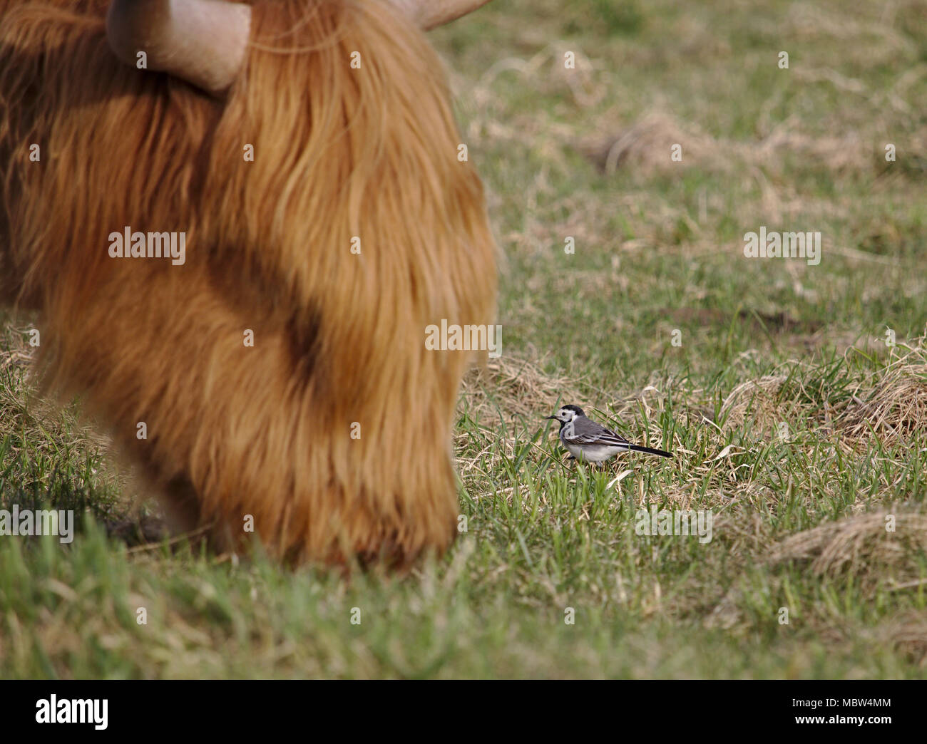 Piccolo wagtail in piedi di fronte a un enorme pascolo mucca highland Foto Stock