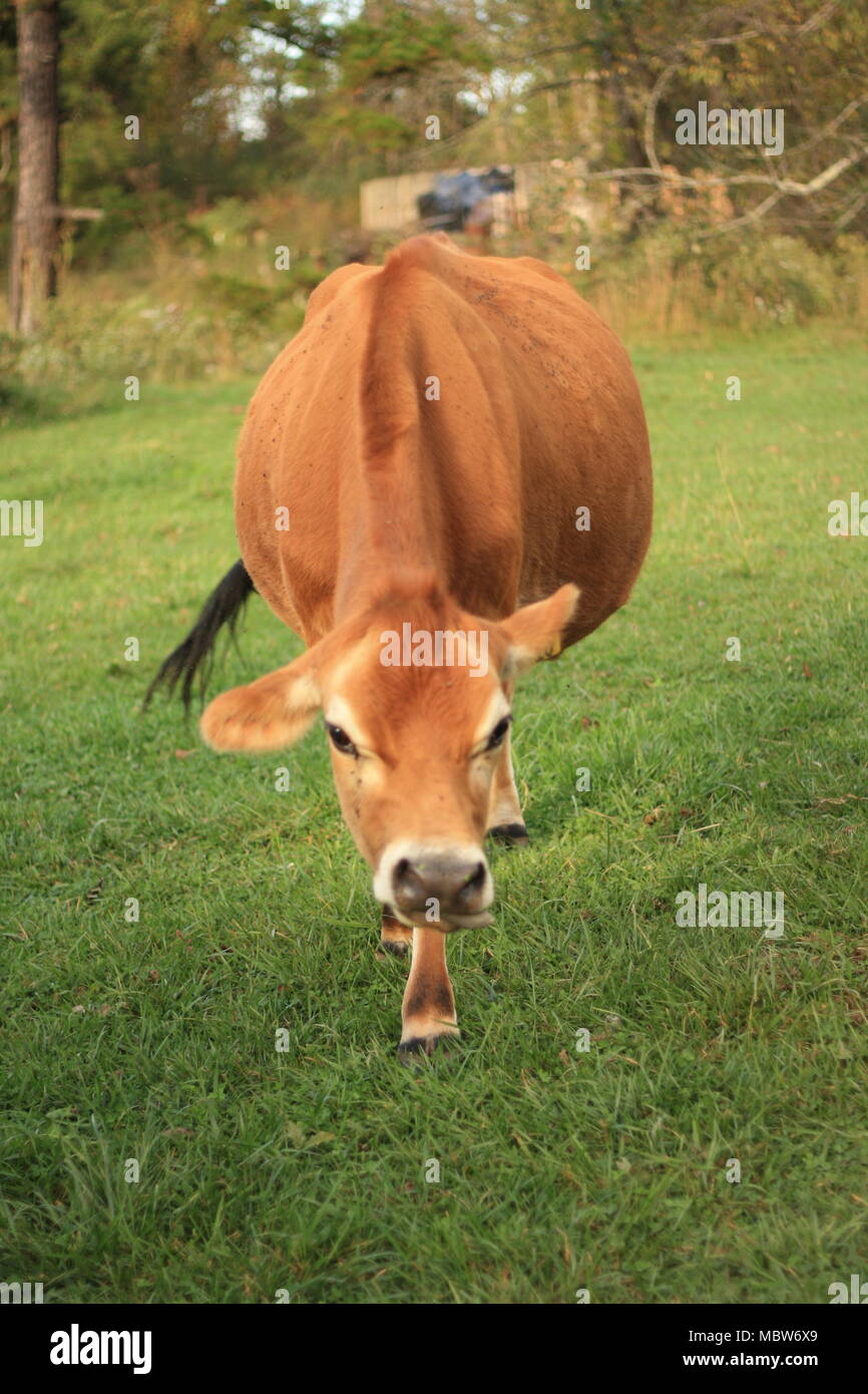 Dolce madre marrone vacca da latte passeggiate nel verde campo erboso di una fattoria di una famiglia locale durante l'orario di cena. Foto Stock