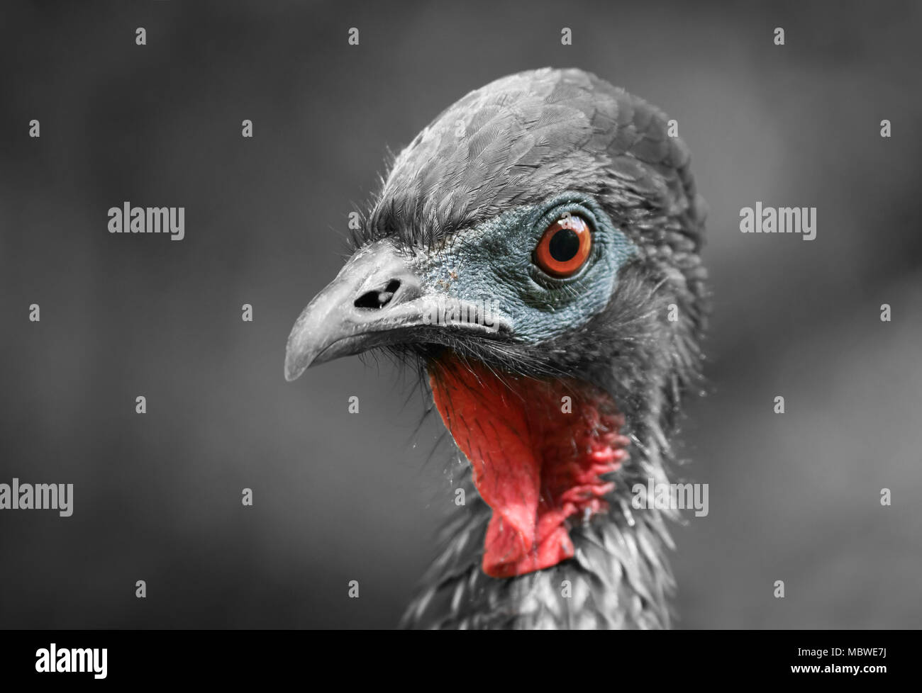 Crested Guan closeup testa con nero e bianco Foto Stock