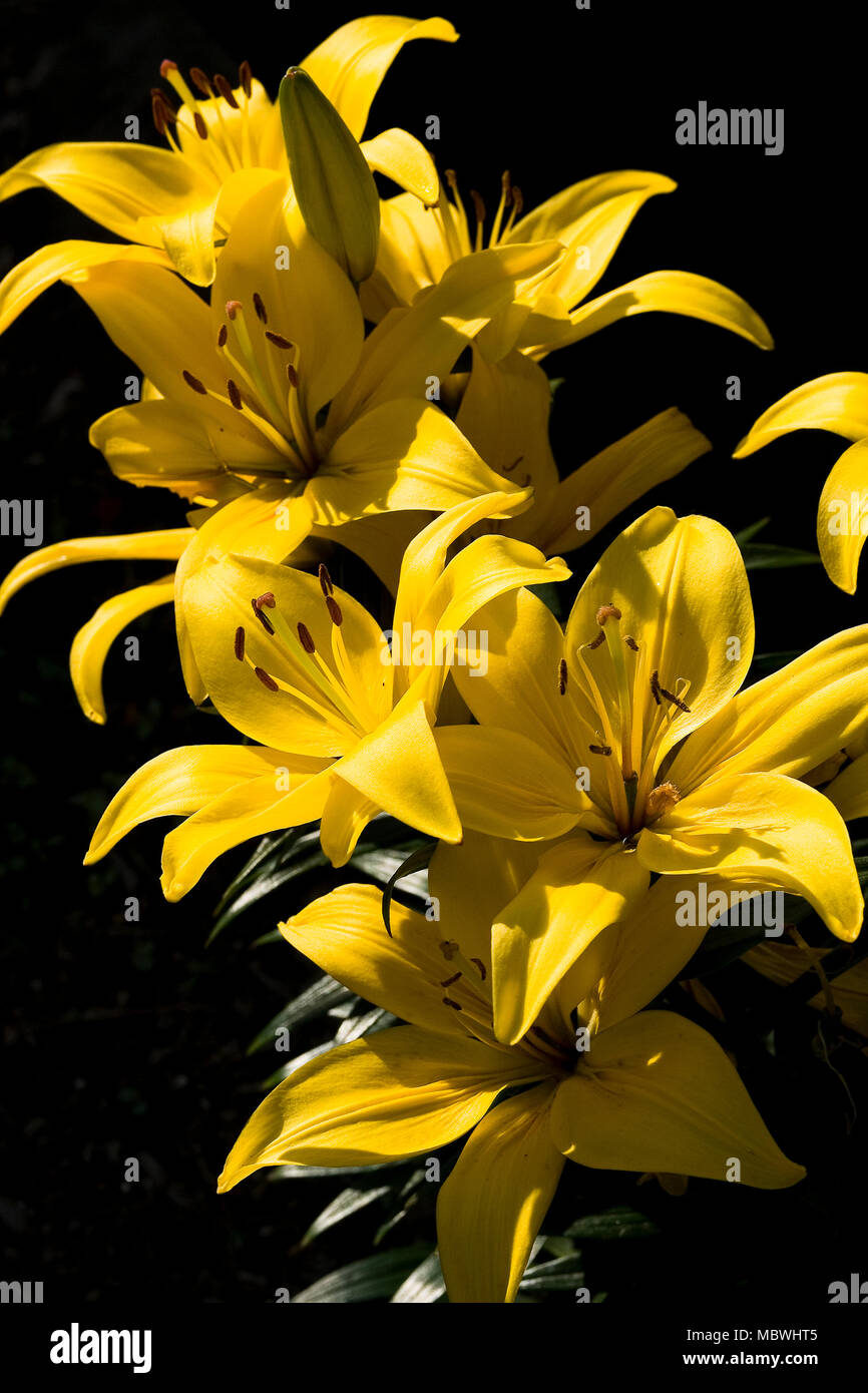 Giallo Calla Lilies contro un bakground scuro Foto Stock