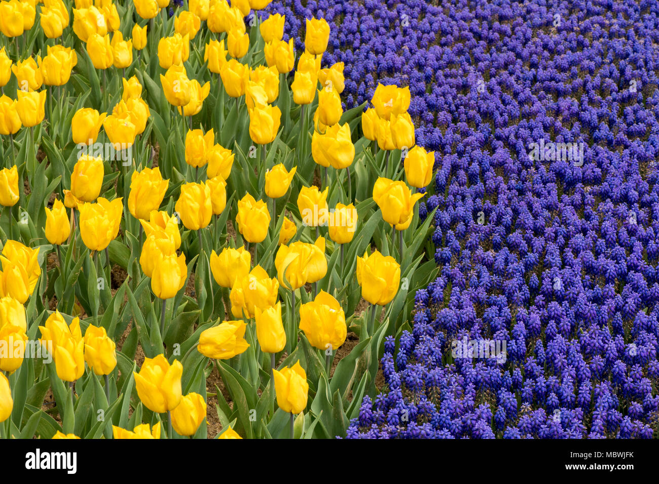 Tulipani gialli e blu giacinti d'uva Foto Stock