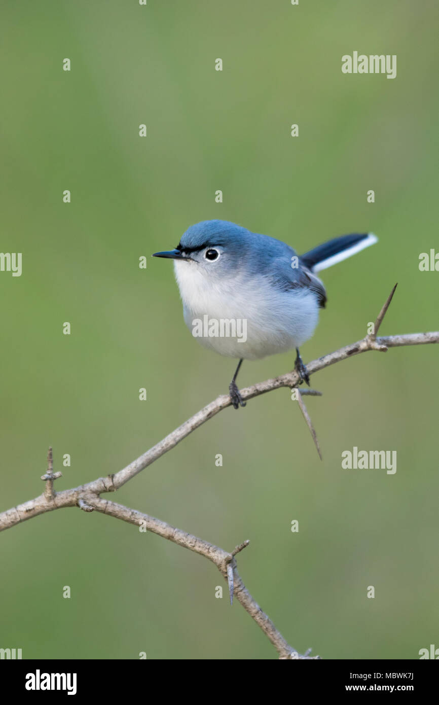 Blue Grey Gnatcatcher Closeup su un ramo con sfondo verde Foto Stock