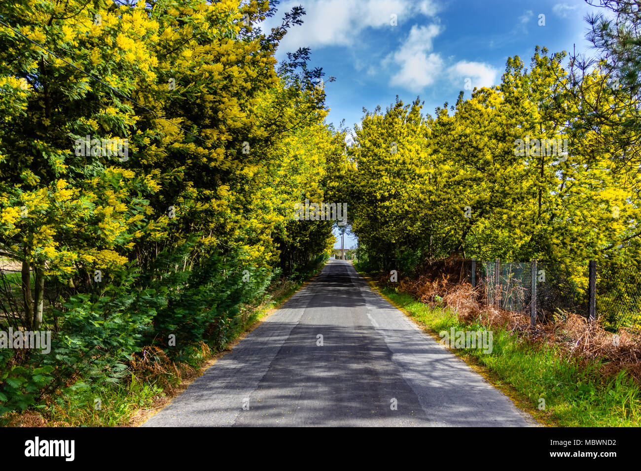 La Mimosa tunnel di alberi sulla strada. Cresce su strada mimosa e acacia in fiore Foto Stock