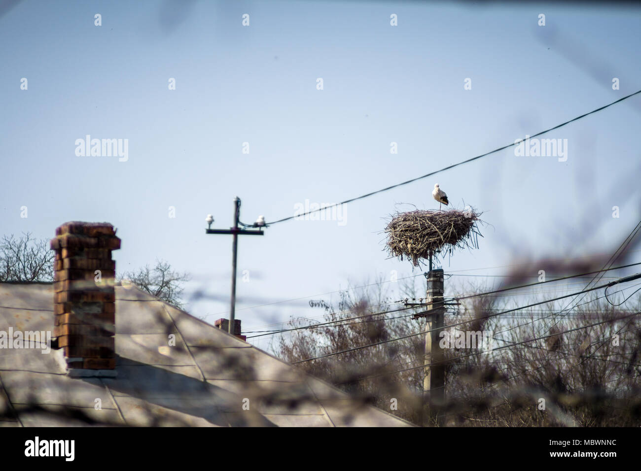 Cicogna nel nido su palo. Estate cielo blu e nuvole Foto Stock