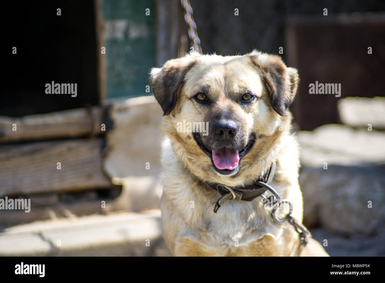 Cane su una catena. Il cane protegge la casa. Foto Stock