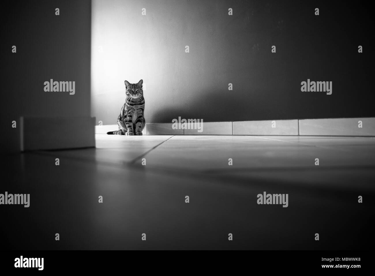 Foto in bianco e nero di giovani nazionale europea Shorthair cat seduta nel corridoio. Foto Stock