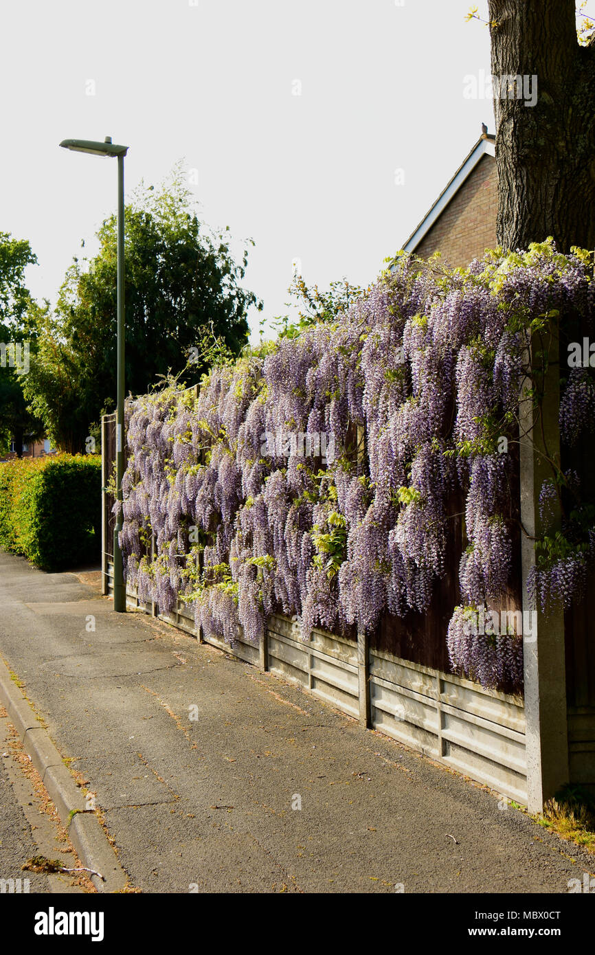 In giro su questo muro di cinta in una zona suburbana di Hampshire, Inghilterra Foto Stock