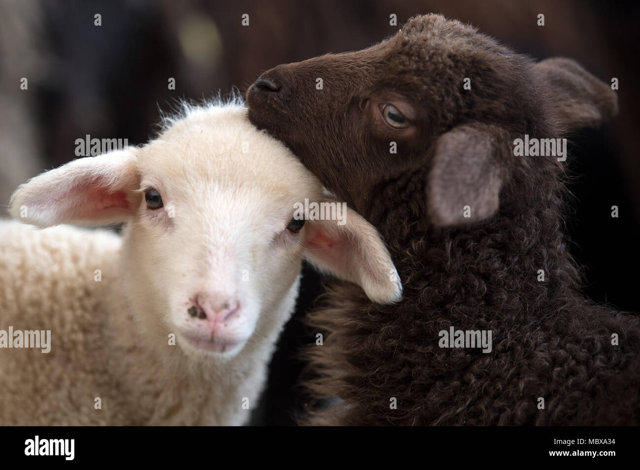 Dpatop - 11 aprile 2018, Germania, Barby: pecore in Theo Burbach's Barn.  Pastori tedeschi vogliono al vertice per le petizioni che i tribunali  regionali di tutta la Germania il 12 aprile 2018.