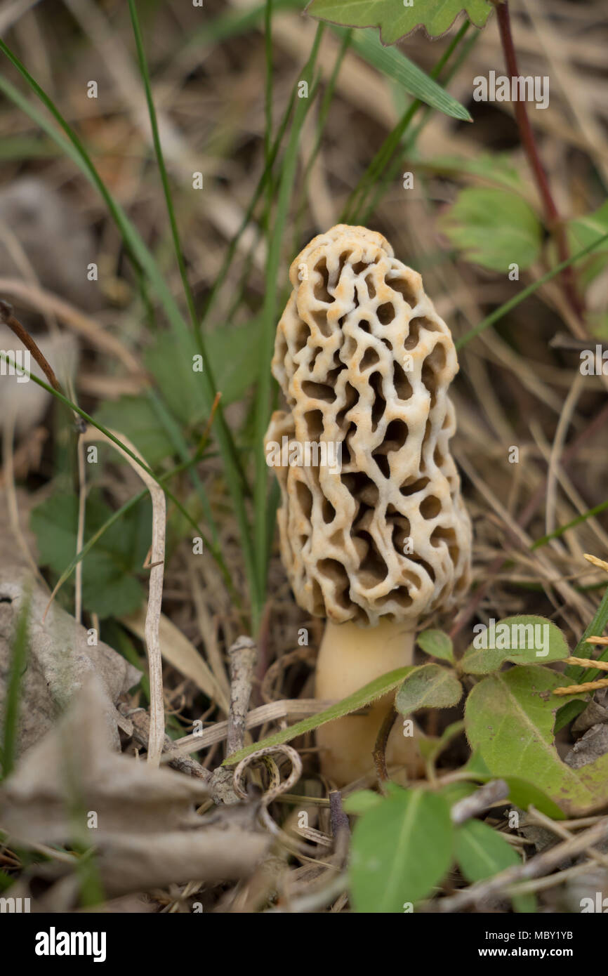 Closeup di comune giallo morello fungo, spugnaia morello (Morchella esculenta, Morellus esculentus), su terreno forestale Foto Stock