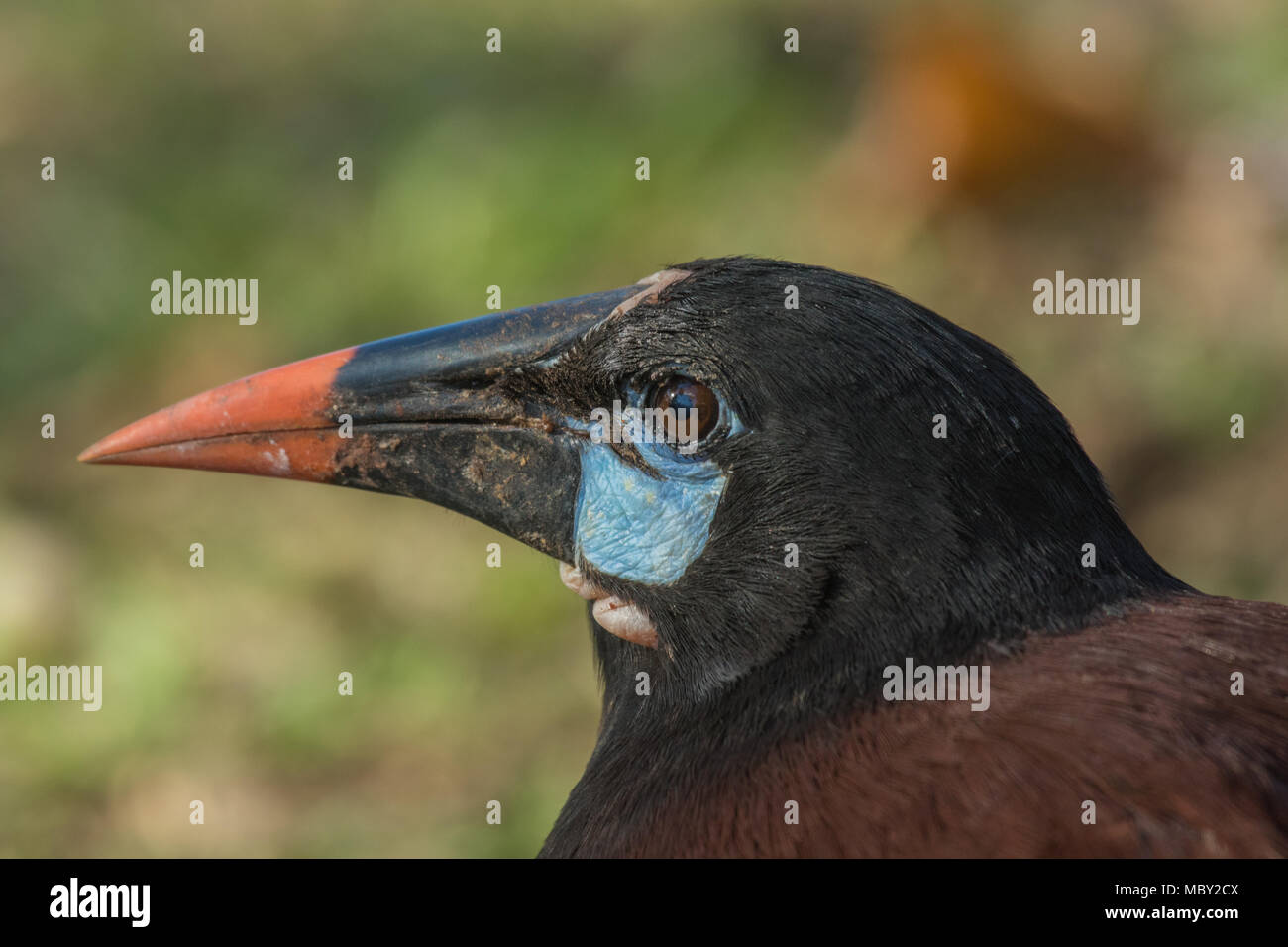 Primo piano di un uccello nativo di Montezuma Oropendola a Waslala Nicragua Foto Stock