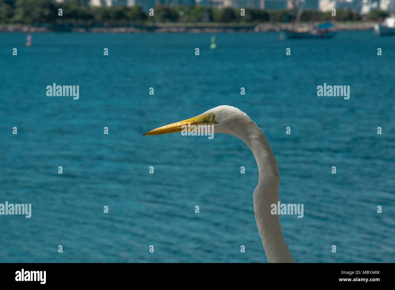 Rio de Janeiro, Brasile - Dicembre 2017. White Bird - heron - su una spiaggia d'estate scenario in Rio de Janeiro, Brasile. Foto Stock