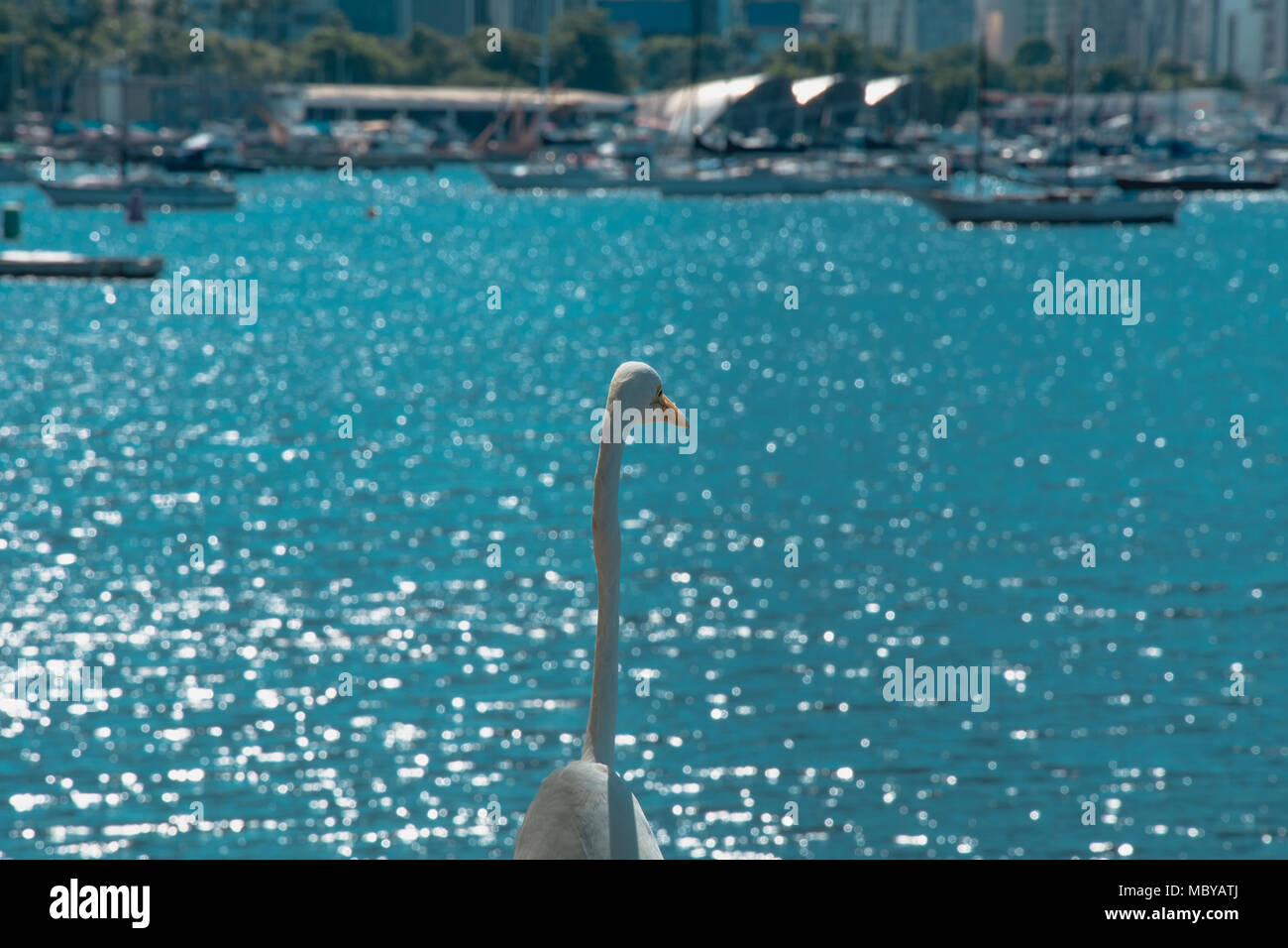 Rio de Janeiro, Brasile - Dicembre 2017. White Bird - heron - su una spiaggia d'estate scenario in Rio de Janeiro, Brasile. Foto Stock