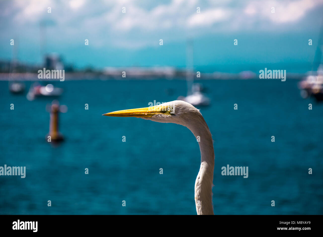 Rio de Janeiro, Brasile - Dicembre 2017. White Bird - heron - su una spiaggia d'estate scenario in Rio de Janeiro, Brasile. Sul retro, il Rio-Niteroi b Foto Stock
