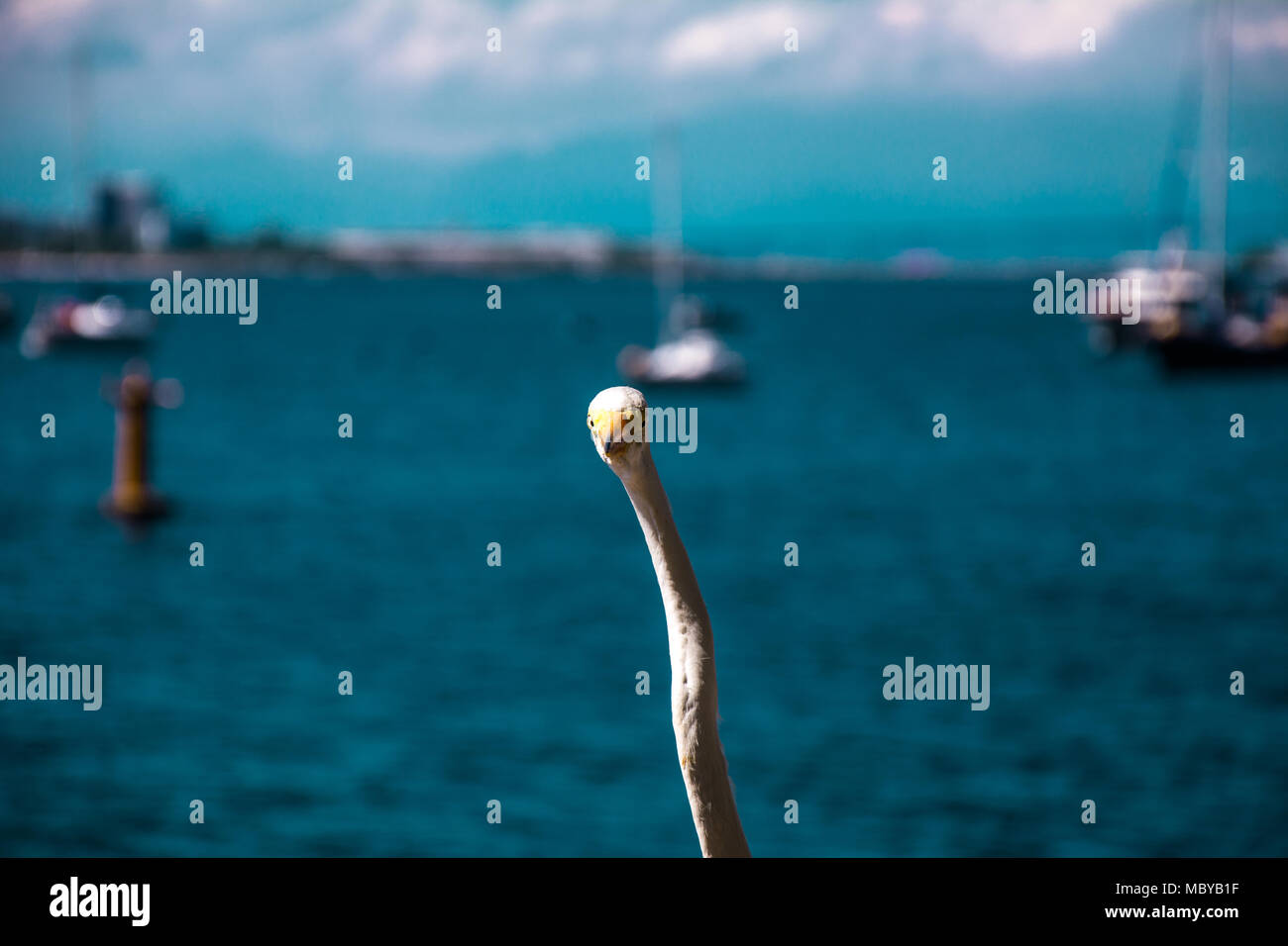 Rio de Janeiro, Brasile - Dicembre 2017. White Bird - heron - su una spiaggia d'estate scenario in Rio de Janeiro, Brasile. Sul retro, il Rio-Niteroi b Foto Stock