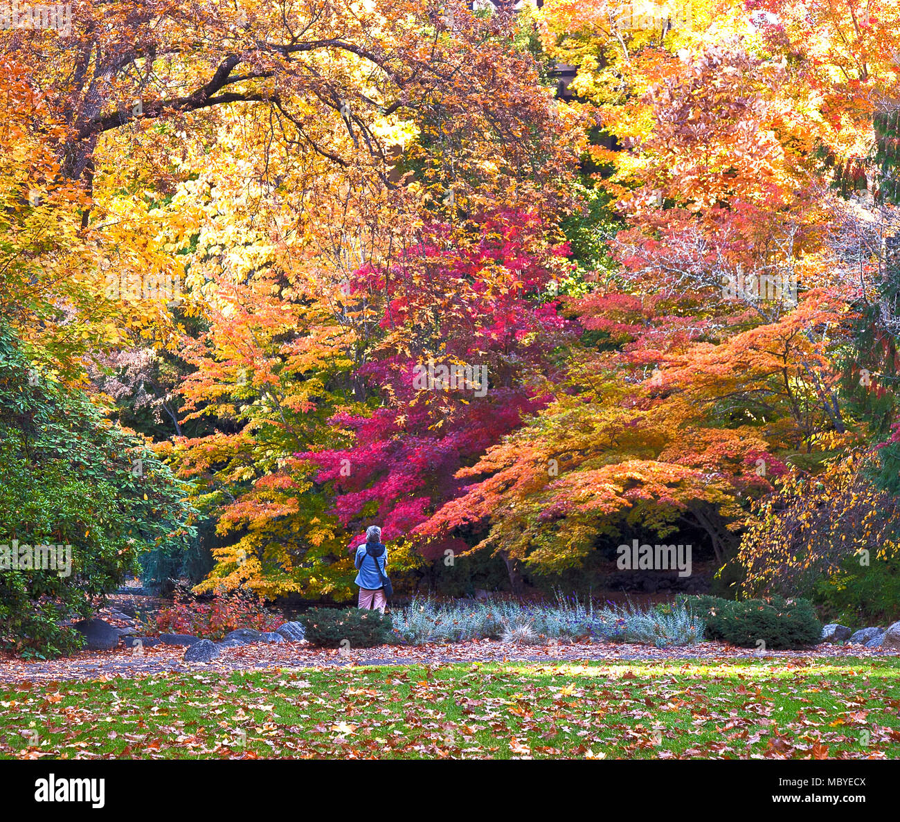 Un inizio di mattina di walker smette di prendere le lampade di Autunno a colori del parco Lithia di Ashland, Oregon. Foto Stock