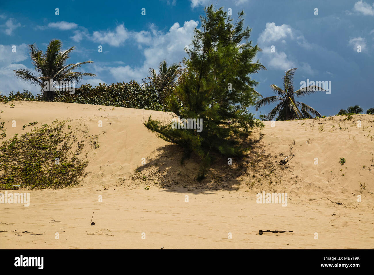 Camuy, Puerto Rico, 15 marzo 2018 - una duna di sabbia lungo la costa del nord del Porto Rico che è stata compromessa dalla spiaggia di erosione e di interazione umana. Le tecniche di mitigazione sono attuati per accelerare l'accumulo di sabbia nel compromesso aree di spiaggia in un modo che sarà uniformemente a recuperare e ripristinare le dune di protezione "barriere' in Puerto Rico. Università di Puerto Rico i consiglieri tecnici ispezionare periodicamente la spiaggia in erosione Camuy, Puetro Rico. FEMA collabora con agenzie federali, lo stato e le comunità locali, le province, i comuni e le organizzazioni di volontariato attive in disast Foto Stock