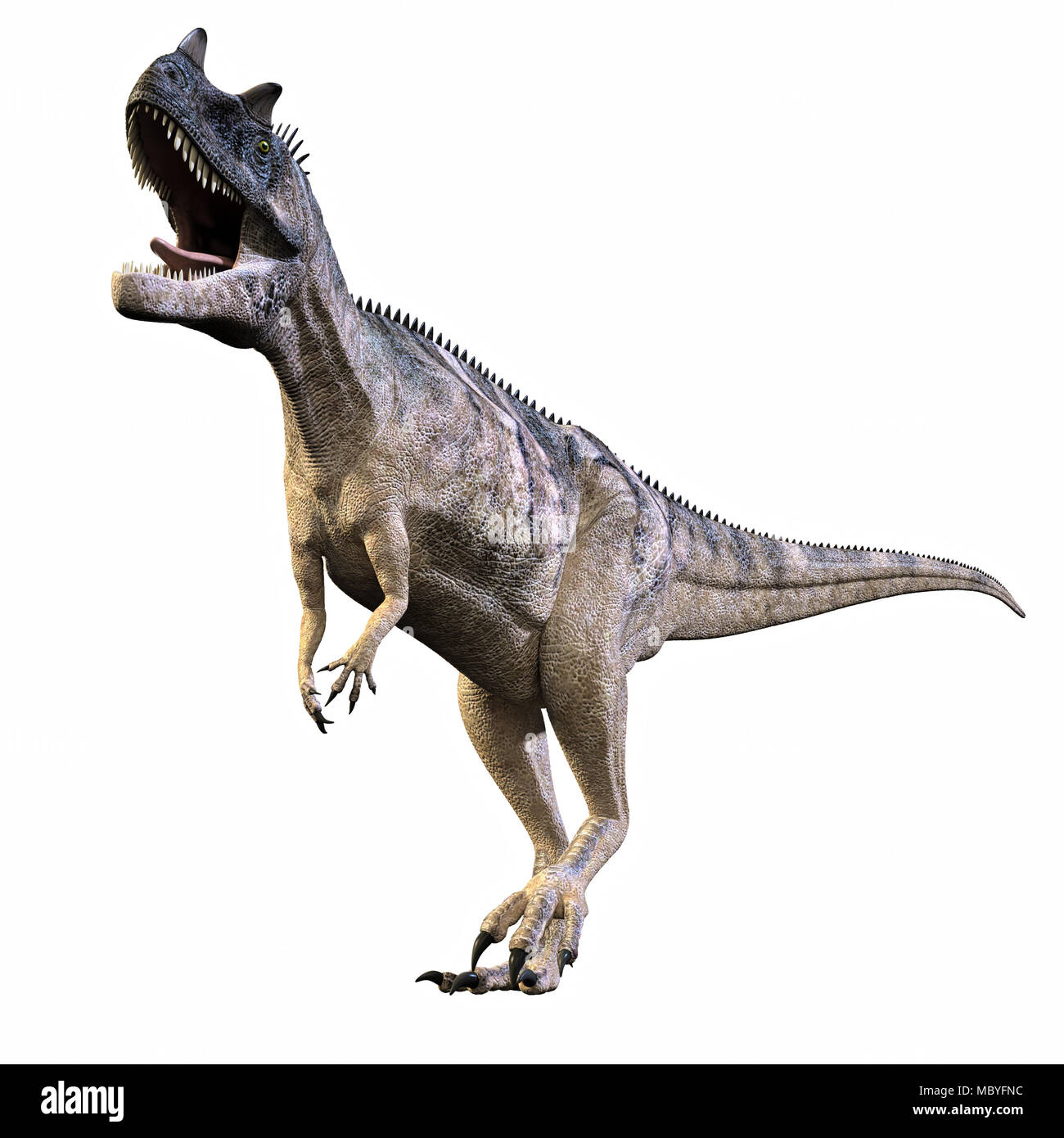 Dinosauro Cerataurus molto simile a quella di un Tirannosauro Rex. Mangiatore di carne biped. Foto Stock