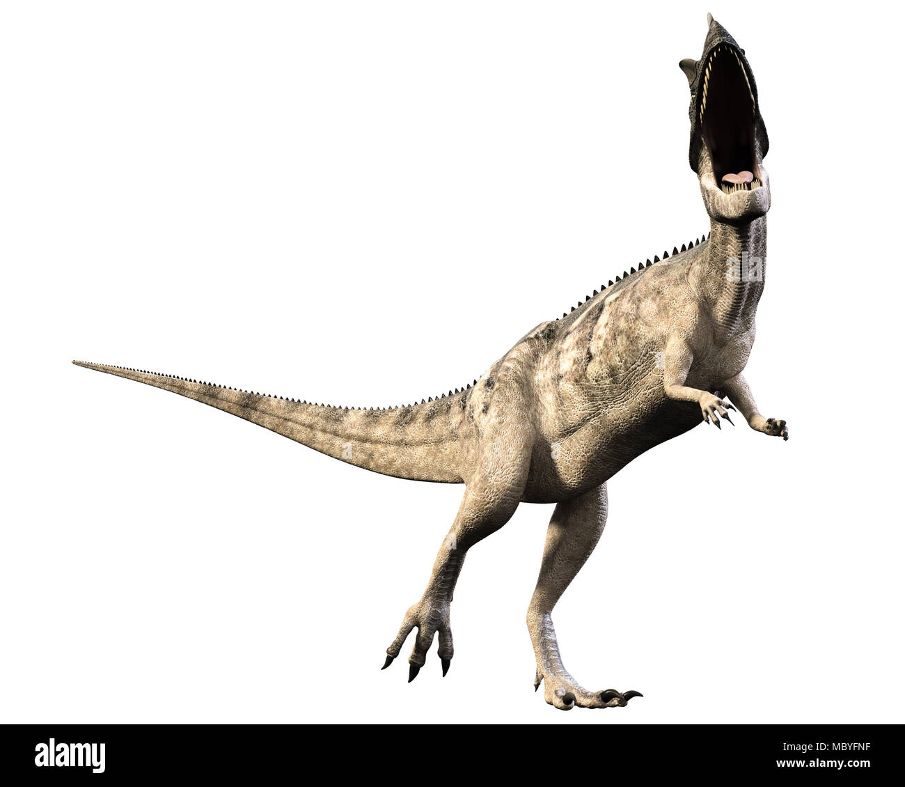 Dinosauro Cerataurus molto simile a quella di un Tirannosauro Rex. Mangiatore di carne biped. Foto Stock