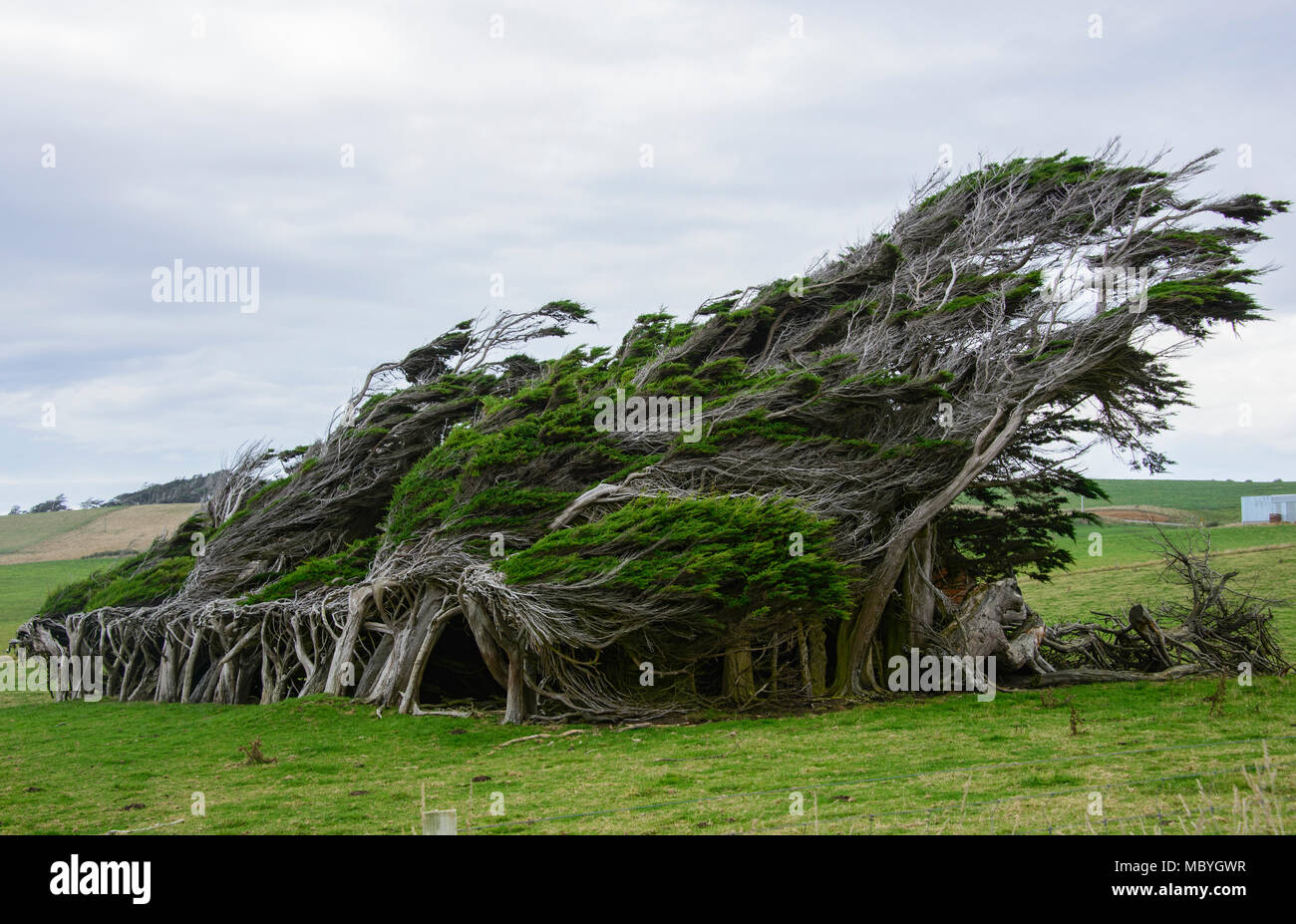 Alberi martoriata da venti antartico nel fragore degli anni Quaranta, punto di pendenza, Catlins, Nuova Zelanda Foto Stock
