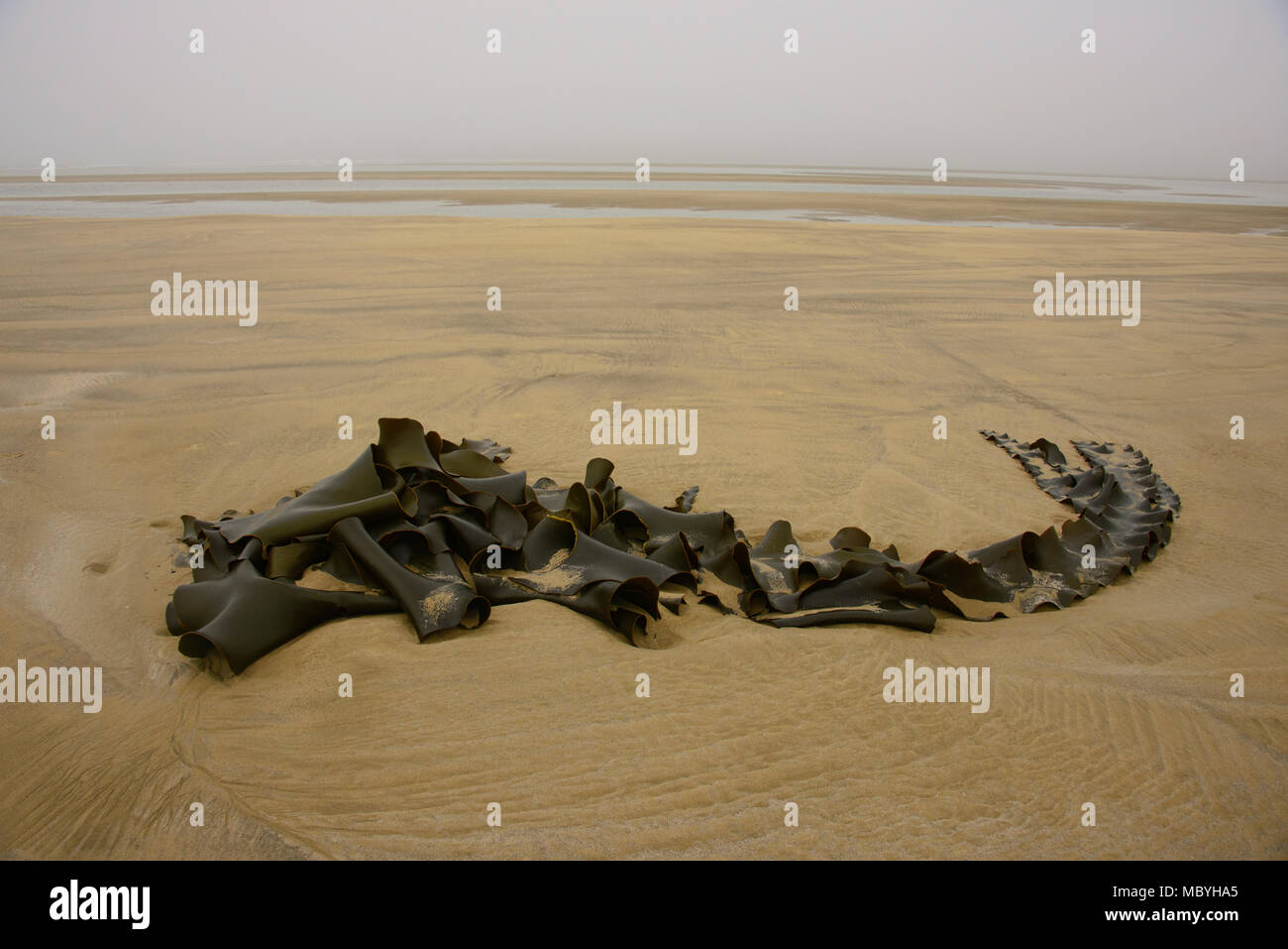 Kelp sulla spiaggia, Surat Bay, il Catlins, Nuova Zelanda Foto Stock