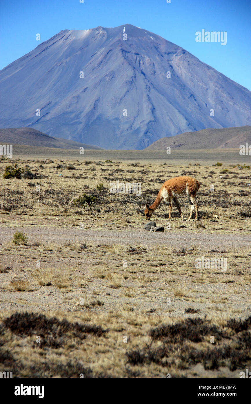 Wild Vicuña pascolando le pianure della Reserva Nacional de Salinas y Aguada Blanca di fronte al maestoso vulcano Misti nella Cordigliera delle Ande Foto Stock