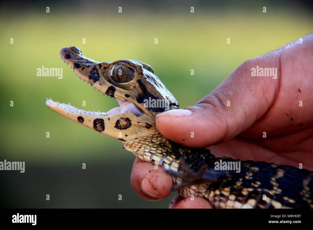 Un bambino Caimano catturati e presentato da un custode nella foresta pluviale amazzonica Tambopata National Reserve, Puerto Maldonado, Perù Foto Stock