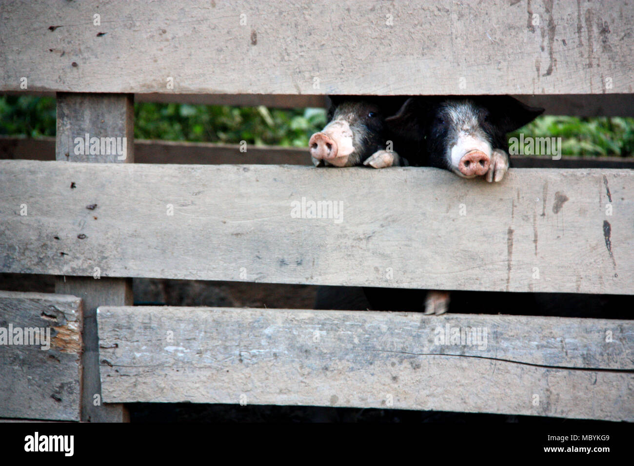 Due in bianco e nero i maiali nel fienile in una fattoria della foresta pluviale amazzonica Tambopata National Reserve, Puerto Maldonado, Perù Foto Stock